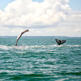 Avistamiento de ballenas en Bahía Málaga